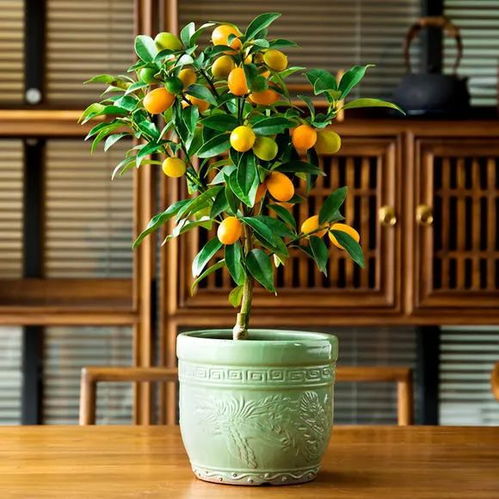 坛子摆放？摆拍还差不多！