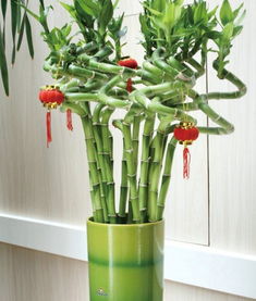 植物的养护也是关键所在哦