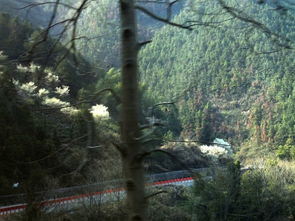 春日黄山， 松林郁郁葱葱