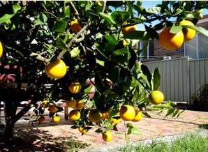 4. 桔树 - 谐音梗要扣钱！