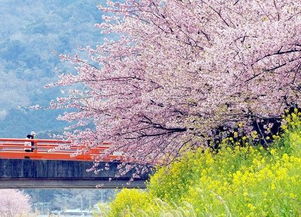 七、 日本：樱花季的浪漫，还是人挤人的噩梦？
