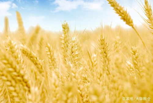 梦见麦子熟了收麦子预示着什么？