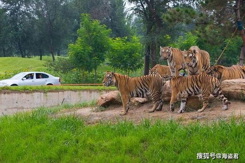 自驾区才是烧钱大户！2026年油价涨了更亏！