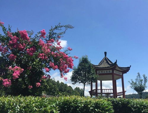 百花苑：诗意盎然的田园风光