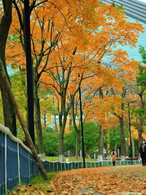 二、时光穿梭，探寻银杏的传奇（传奇啥？就是树老！）