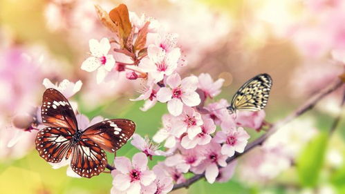 春意盎然对应哪个生肖？这生肖尾巴特长吗？