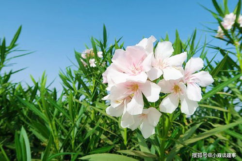 白色夹竹桃：美丽又危险的绿茶