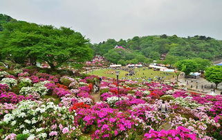 一、 百亩绿肺的“摇摇欲坠”