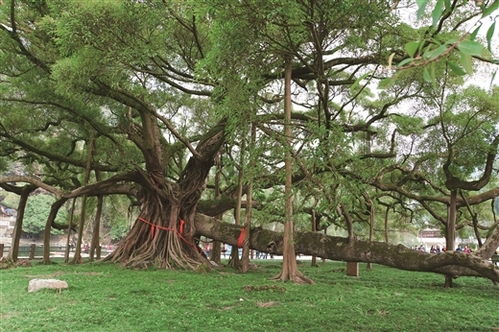 真的是太搞笑了！你以为学生证在手天下我有？去桂林大榕树试试堪！