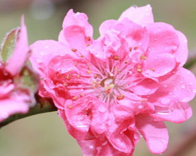 如何通过八字查询桃花运势？