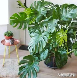 客厅窗放什么花好,客厅窗放什么花好
