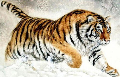 虎：别叫我大猫