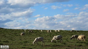 那些让人抓狂的蚊子