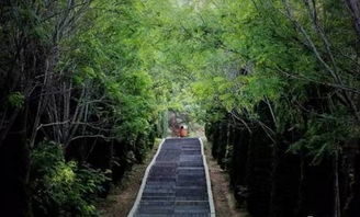 平顶山国家森林公园， 夏日花事，等你来赴
