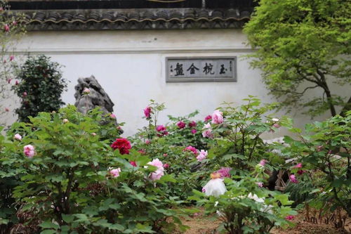 为什么是苏州？为什么是现在？