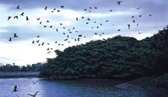 2、 榕荫水道——摇橹船+原始亚马逊混搭
