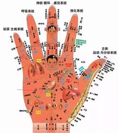 手掌上的那些鼓包到底在暗示啥？看完我裂开了！