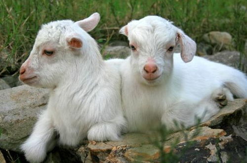 怎样配八字合与不合适,羊和羊八字合不合适