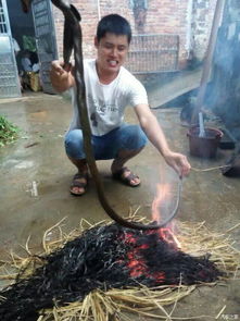 梦见用火烧蛇蛇没了这预示着什么？是警示还是解脱的象征？