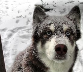 别傻了！还在哈尔滨冻成狗？云南才是冬天该去的地方！