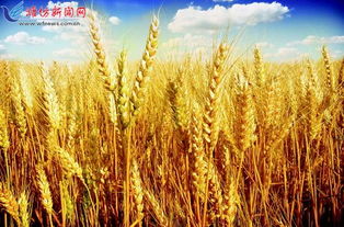 一、  优良奇与五行缺金