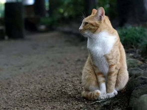 是不是风水有问题,风水上开车撞到猫