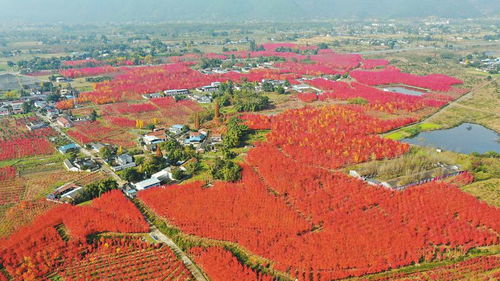 2. 红叶节？不如叫堵车节！