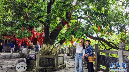 第二站：苏家屯农村风光——鸡飞狗跳的一天