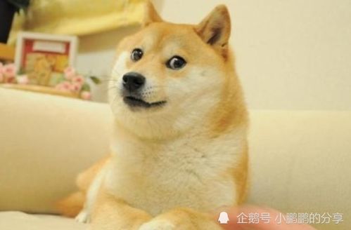 1982年狗年九月初九出生的女性，在1982年10月25日19点到22点之间出生，她的命理运势如何？