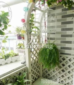 适合摆放在阳台的绿植,放在阳台的风水植物