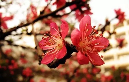 如何通过风水布局旺桃花，让桃花旺的女人财运也旺？