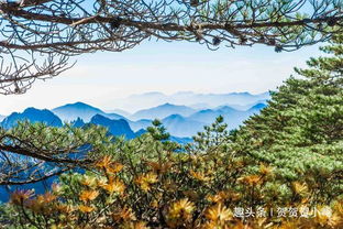 春意盎然黄山初醒