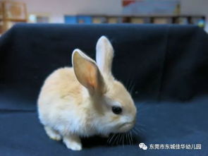 2026年出生的兔宝宝，有没有什么好听的佳字名字推荐呢？