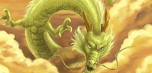 属龙人家里养什么绿植最能旺财运？
