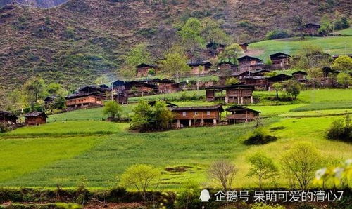 原始森林的埋伏高手指的是什么生肖，难道不是那个众所周知的生肖吗？