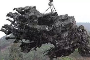 乌木棺材的风水禁忌,乌木在风水上有什么说法