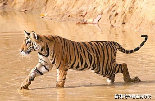 1986年属虎男性在2026年财运最好的方位是哪里？运势如何？