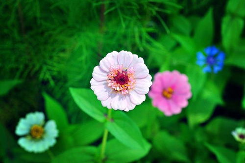 花的秘密语言：比摩斯密码还复杂