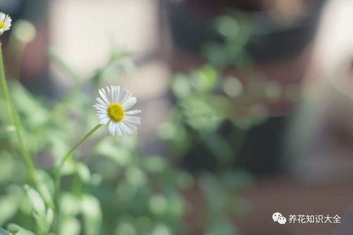 双子座本命花是哪种，它是十二星座守护花神中的哪一朵？