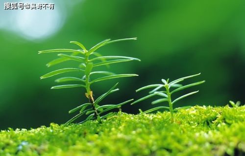 八字水生木的人，是不是真的对我特别有好感？