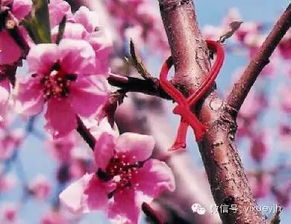 桃树=驱邪？我看是招蜂！