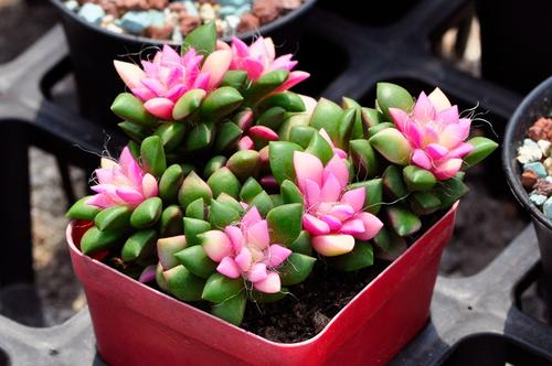 吹雪之松锦的养护,吹雪之松锦的风水