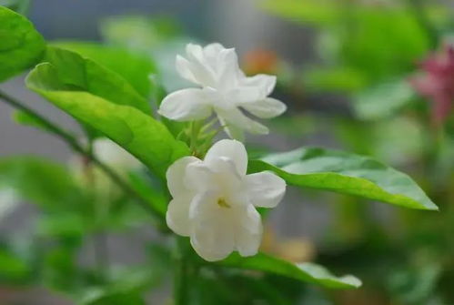 垂枝茉莉风水禁忌,垂枝茉莉吧