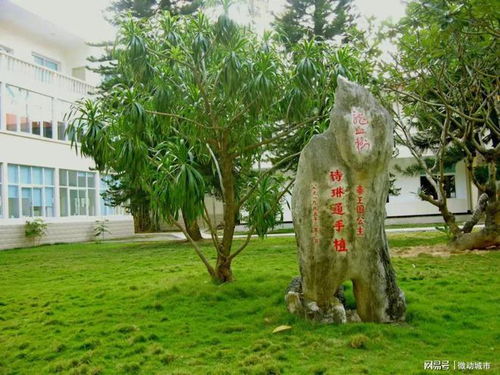 南焦村古槐：唐朝妖怪的退休生活