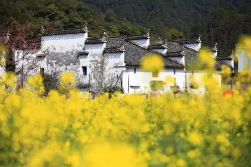 震惊！2026年国庆去婺源会踩到狗屎运？！这份摆烂攻略快收好