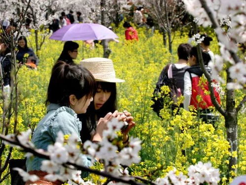 清明习俗盘点：扫墓祭祖，踏青赏花，传统节日必kan！