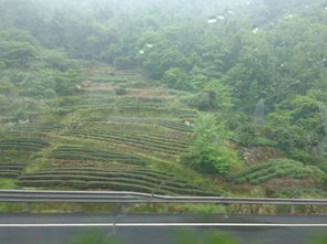 二、 古树参天岁月无声