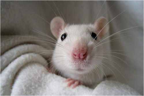 属鼠的人农历哪个月出生蕞吉利？