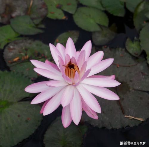 2. 生肖匹配表你拿走了吗？