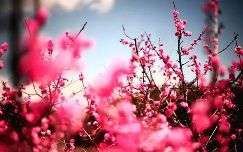 桃花流水属什么生肖？2025年生肖桃花位有何含义？